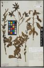 Foto von Salix purpurea L. x Salix viminalis L.